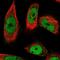 Periphilin 1 antibody, NBP1-89480, Novus Biologicals, Immunofluorescence image 