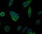 MAP/microtubule affinity-regulating kinase 3 antibody, NBP2-76884, Novus Biologicals, Immunofluorescence image 
