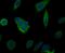 Microtubule Affinity Regulating Kinase 3 antibody, NBP2-76884, Novus Biologicals, Immunofluorescence image 