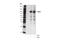 Signal Transducer And Activator Of Transcription 5A antibody, 94205S, Cell Signaling Technology, Western Blot image 