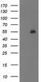 PBX Homeobox 1 antibody, CF502971, Origene, Western Blot image 