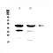 Forkhead Box A1 antibody, A00266-1, Boster Biological Technology, Western Blot image 