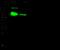 Head activator antibody, 11053-T62, Sino Biological, Western Blot image 