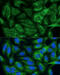 Methylenetetrahydrofolate Dehydrogenase (NADP+ Dependent) 2, Methenyltetrahydrofolate Cyclohydrolase antibody, 13-620, ProSci, Immunofluorescence image 