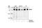 BCL2 Like 1 antibody, 2762S, Cell Signaling Technology, Western Blot image 