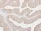 Cardiotrophin Like Cytokine Factor 1 antibody, PA5-29935, Invitrogen Antibodies, Immunohistochemistry frozen image 