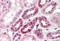 Notch Receptor 2 antibody, MBS240540, MyBioSource, Immunohistochemistry frozen image 