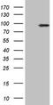 Inhibitor Of Nuclear Factor Kappa B Kinase Subunit Epsilon antibody, LS-C340348, Lifespan Biosciences, Western Blot image 