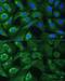 Eukaryotic Translation Initiation Factor 3 Subunit G antibody, GTX66437, GeneTex, Immunofluorescence image 