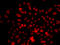 Ras Related GTP Binding C antibody, LS-C349174, Lifespan Biosciences, Immunofluorescence image 