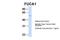 Alpha-L-Fucosidase 1 antibody, NBP1-57993, Novus Biologicals, Western Blot image 