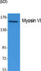 Myosin VI antibody, STJ96437, St John
