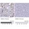 High Mobility Group Box 3 antibody, NBP2-47434, Novus Biologicals, Immunohistochemistry paraffin image 