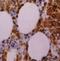 Myeloperoxidase antibody, NB100-64803, Novus Biologicals, Immunohistochemistry frozen image 