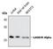 Cadherin 1 antibody, MA5-17013, Invitrogen Antibodies, Western Blot image 