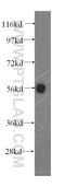 Tyrosine-protein phosphatase non-receptor type 4 antibody, 11131-1-AP, Proteintech Group, Western Blot image 