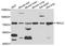 F-Box And Leucine Rich Repeat Protein 5 antibody, A5602, ABclonal Technology, Western Blot image 