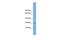 Chromosome 1 Open Reading Frame 43 antibody, PA5-44182, Invitrogen Antibodies, Western Blot image 