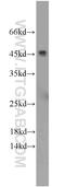 Complement Factor H Related 3 antibody, 16583-1-AP, Proteintech Group, Western Blot image 