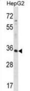 RFNG O-Fucosylpeptide 3-Beta-N-Acetylglucosaminyltransferase antibody, abx028867, Abbexa, Western Blot image 