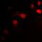 Purinergic Receptor P2X 4 antibody, orb381935, Biorbyt, Immunofluorescence image 