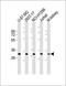 DMPO antibody, orb67379, Biorbyt, Western Blot image 