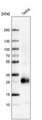 Prostaglandin D2 Synthase antibody, PA5-52136, Invitrogen Antibodies, Western Blot image 