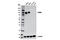 Folate Hydrolase 1 antibody, 12702S, Cell Signaling Technology, Western Blot image 