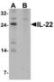 Interleukin 22 antibody, LS-C201163, Lifespan Biosciences, Western Blot image 