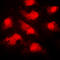 NIMA Related Kinase 9 antibody, LS-C368439, Lifespan Biosciences, Immunofluorescence image 