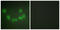 Cyclin Dependent Kinase 1 antibody, LS-C118758, Lifespan Biosciences, Immunofluorescence image 
