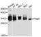 PNMT antibody, abx127011, Abbexa, Western Blot image 