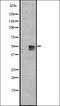 Transmembrane Serine Protease 15 antibody, orb337607, Biorbyt, Western Blot image 
