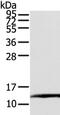 Elongin C antibody, TA350487, Origene, Western Blot image 