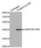 Mitogen-Activated Protein Kinase Kinase 4 antibody, STJ22243, St John