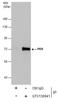 Eukaryotic Translation Initiation Factor 2 Alpha Kinase 2 antibody, GTX130941, GeneTex, Immunoprecipitation image 