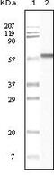 Casein Kinase 1 Alpha 1 antibody, MA5-15300, Invitrogen Antibodies, Western Blot image 