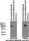 Anoctamin 5 antibody, 73-410, Antibodies Incorporated, Western Blot image 