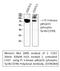 Phosphoinositide-3-Kinase Regulatory Subunit 1 antibody, STJ90384, St John