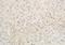 Butyrophilin Subfamily 2 Member A1 antibody, orb155883, Biorbyt, Immunohistochemistry paraffin image 