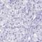 Uromodulin antibody, NBP2-33393, Novus Biologicals, Immunohistochemistry frozen image 