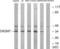 Olfactory Receptor Family 2 Subfamily M Member 5 antibody, LS-C120852, Lifespan Biosciences, Western Blot image 