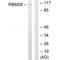 RNA Binding Motif Protein 26 antibody, A12316, Boster Biological Technology, Western Blot image 