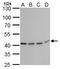 TAR DNA Binding Protein antibody, GTX630197, GeneTex, Western Blot image 