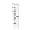 Heterogeneous nuclear ribonucleoproteins C1/C2 antibody, NBP2-36777, Novus Biologicals, Western Blot image 