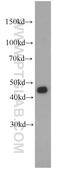Fucosyltransferase 9 antibody, 16567-1-AP, Proteintech Group, Western Blot image 