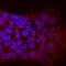 APC Membrane Recruitment Protein 1 antibody, MA5-24343, Invitrogen Antibodies, Immunocytochemistry image 