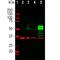 Fos Proto-Oncogene, AP-1 Transcription Factor Subunit antibody, M00297-3, Boster Biological Technology, Western Blot image 