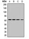 Atlastin GTPase 3 antibody, LS-C668551, Lifespan Biosciences, Western Blot image 