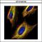 Voltage Dependent Anion Channel 2 antibody, GTX104745, GeneTex, Immunofluorescence image 